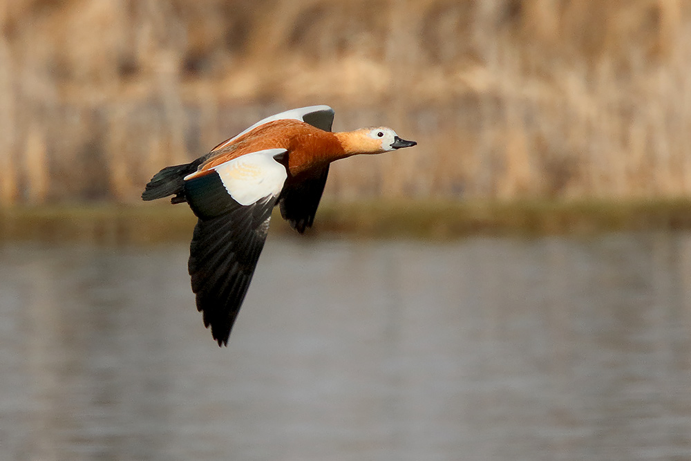 Ad ali spiegate, il sogno di Icaro.